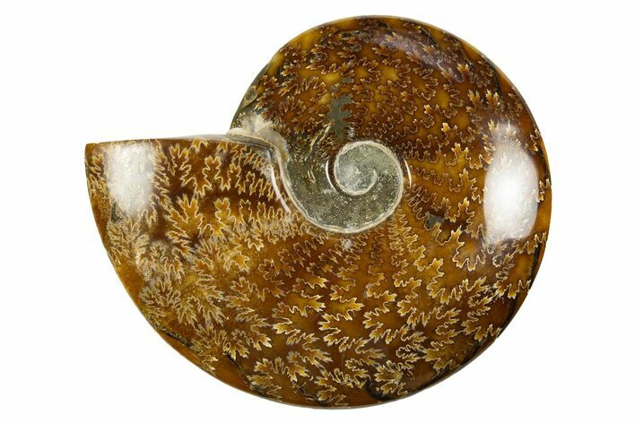 Polished Cretaceous Ammonite (Cleoniceras) Fossil - Madagascar #303933